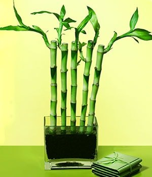 Ankara Keiren iekilik grsel iek modeli firmamzdan Lucky Bamboo ans melei iei bambu iei