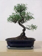 Japon aac Bonsai saks iei i mekan bitkileri ss bitkisi Ankara iek yolla dkkanmzdan 