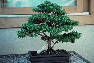 Ankara Keiren Demetevler ieki firma rnmz Bonsai kk japon aac i mekan ss bitkisi