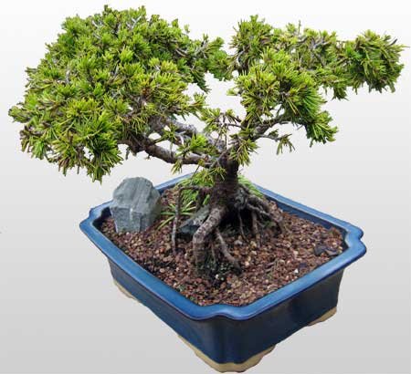 Ankara Keiren ieki firmamzdan Bonsai kk japon aac i mekan ss bitkisi