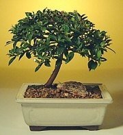 Bonsai kk japon aac i mekan ss bitkisi Ben farkl bir rn gndermek istiyorum diyor iseniz 