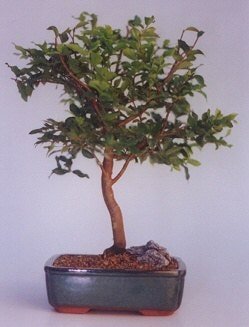 Bonsai kk japon aac i mekan ss bitkisi zel ve etkilemek isteyenler iin 