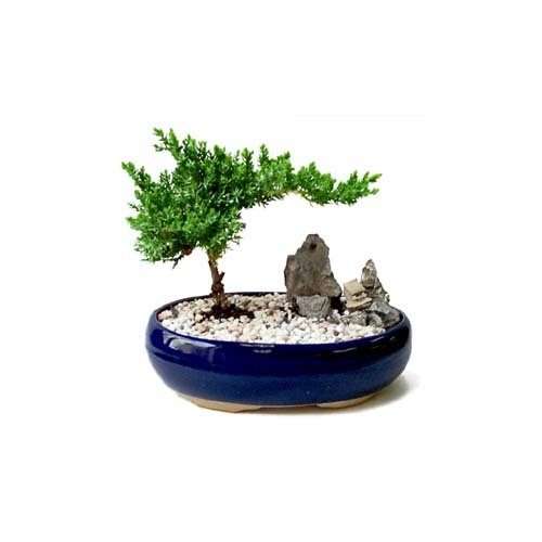 Bonsai kk japon aac i mekan ss bitkisi zel bir tanzim isteyenler iin  