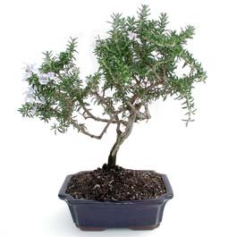 Bonsai kk japon aac i mekan ss bitkisi Farkl bir hediye rn isteyenler iin 