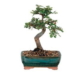 Bonsai kk japon aac i mekan ss bitkisi Ankara iek yolla firma rnmz 