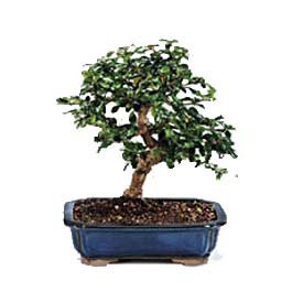 Bonsai kk japon aac i mekan ss bitkisi Ankara Urankent ieki firma rnmz 