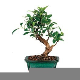 Bonsai kk japon aac i mekan ss bitkisi Ankara Keiren ieki firma rnmz 