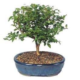 Bonsai kk japon aac i mekan ss bitkisi Ankara Eryaman ieki firma rnmz 