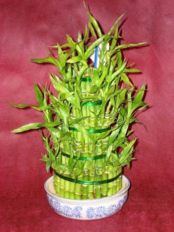 Ankara Keiren iek gnderme firmamzdan size zel Lucky Bamboo ans melei iei bambu iei